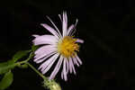 Climbing aster